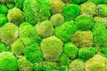 Background with natural pattern of fresh green moss