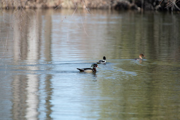 wood duck