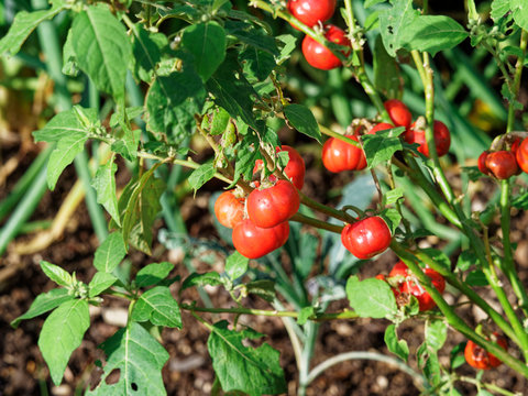 solanium aethiopicum - Fruits ronds, cotel&eacute;s et rouges de tomates africaines ou gilo