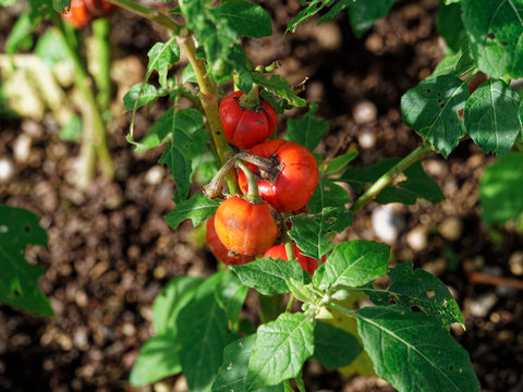 solanium aethiopicum - Fruits ronds, cotel&eacute;s et rouges de tomates africaines ou gilo