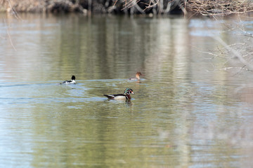 wood duck