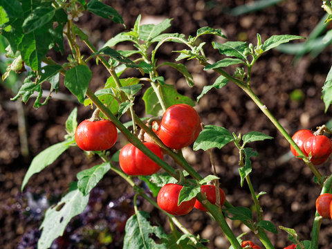 solanium aethiopicum - L&eacute;gume africain aux fruits verts jaunes, puis rouges, noir&acirc;tres &agrave; maturation, vari&eacute;t&eacute; d'aubergine &eacute;thiopienne