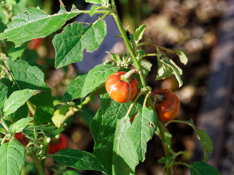 solanium aethiopicum - Gilo une vari&eacute;t&eacute; d'Aubergine de Centre Afrique, fruits rouges &agrave; maturation, petites feuilles vertes 