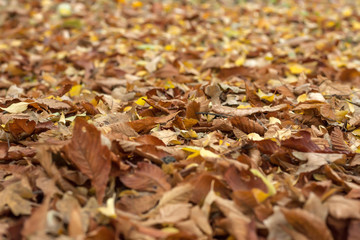 Natural autumn pattern background with dry and yellow foliage. Autumn leaves pattern. Selective focus