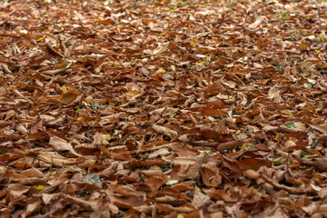 Natural autumn pattern background with dry and yellow foliage. Autumn leaves pattern. Selective focus