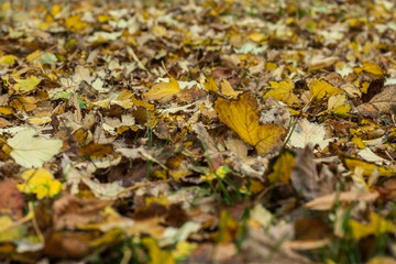 Natural autumn pattern background with dry and yellow foliage. Autumn leaves pattern. Selective focus