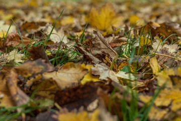 Natural autumn pattern background with dry and yellow foliage. Autumn leaves pattern. Selective focus