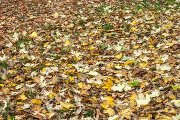 Natural autumn pattern background with dry and yellow foliage. Autumn leaves pattern. Selective focus