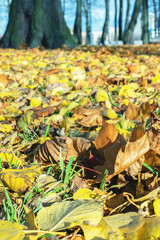 fallen leaves