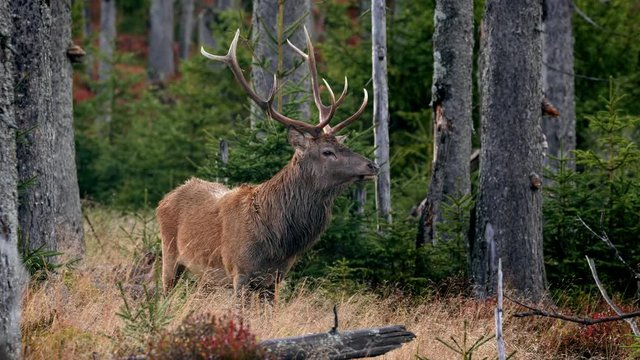 Red deer mistrustful stag sensing danger