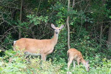 White Tail Deer for and fawn