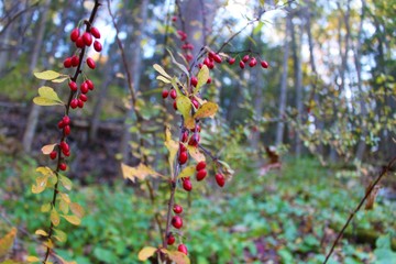 wild berries