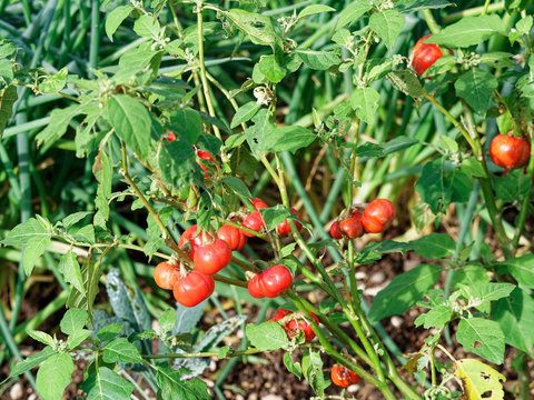 Gilo une vari&eacute;t&eacute; d'Aubergine de Centre Afrique, fruits rouges &agrave; maturation, petites feuilles vertes (Solanium aethiopicum)