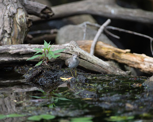 Sandpiper