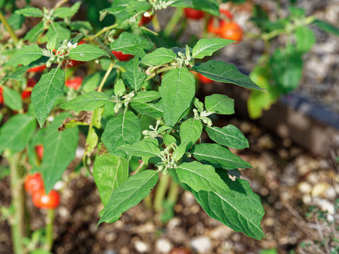 (Solanium aethiopicum)  Feuilles vertes, glauque du Gilo une vari&eacute;t&eacute; d'Aubergine de Centre Afrique
