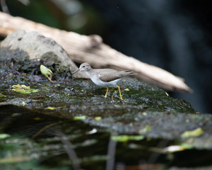 Sandpiper