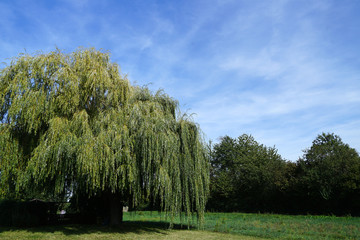 Eine Trauerweide am Gartenzaun
