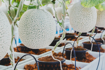 Green melons or Fresh melons or cantaloupe melons plants growing in greenhouse supported by string melon nets