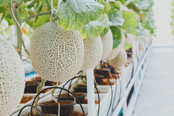 Green melons or Fresh melons or cantaloupe melons plants growing in greenhouse supported by string melon nets