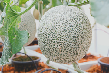 Green melons or Fresh melons or cantaloupe melons plants growing in greenhouse supported by string melon nets