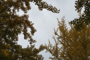 日本国北海道の秋の紅葉