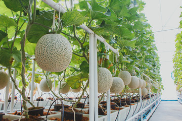 Green melons or Fresh melons or cantaloupe melons plants growing in greenhouse supported by string melon nets