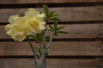Adenium Obesum Flower Desert Rose