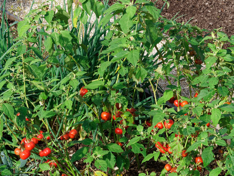 (Solanium aethiopicum) L&eacute;gume africain aux fruits verts jaunes, puis rouges, noir&acirc;tres &agrave; maturation, vari&eacute;t&eacute; d'aubergine &eacute;thiopienne