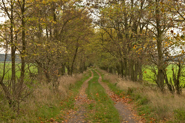 Path in a forest in the autumn with fallen golden leaves in sunny day