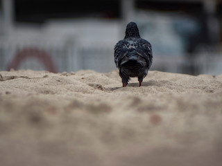 Obraz premium Dove or Pigeon on sand at beach. back view