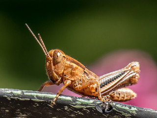 Fototapeta premium Grasshopper