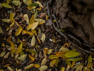 yellow autumn leaves on the ground near a tree with a metal chain. autumn foliage. fallen yellow leaves