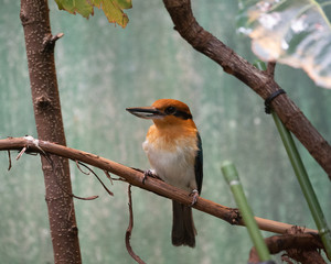 Fototapeta premium gum kingfisher
