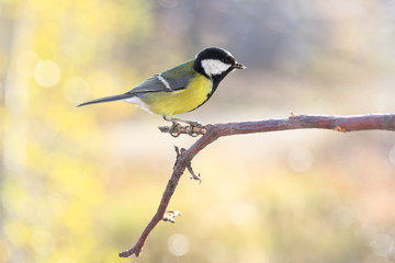 Great tit on branch on blurred background