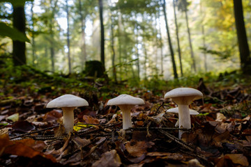 Three Mushroom on the forrest ground. A group of toxic mushroom on the forrest ground in autumn forrest with sunlight