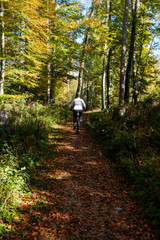 Obraz premium Mountain biker In the colorful forrest in autumn, vertical