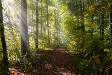 Rays of light In the a colorful Forrest in autumn
