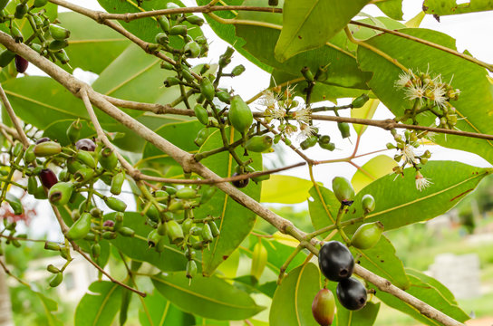 Branches With Young Black Plum