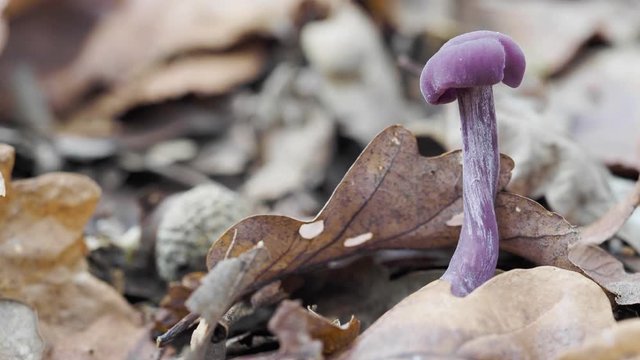 Amethyst Deceiver in leaf litter on the forest floor