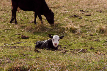 Black and White young calf lying down  on a green meadow