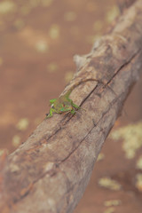 Baby Iguana