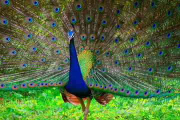 Obraz premium peacock 