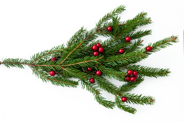 Branch of a natural Christmas tree with red balls of berries