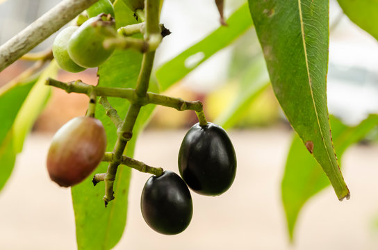 Jamun Fruits On Tree