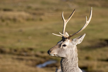 Bukhara deer stag, Cervus elaphus bactrianus, portrait of stags head and background during a sunny autumn day in October.