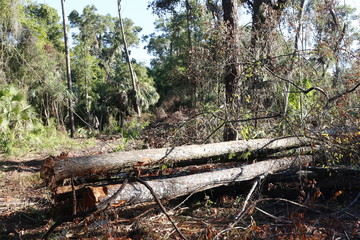 Logging, clearing an established forest for a housing develpment.