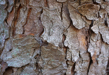 Bark on a oak tree