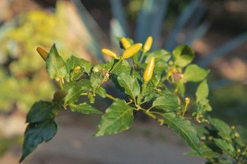 Hot pepper on a branch 
