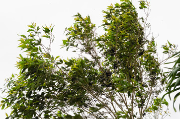 Wind Against Jamun Tree