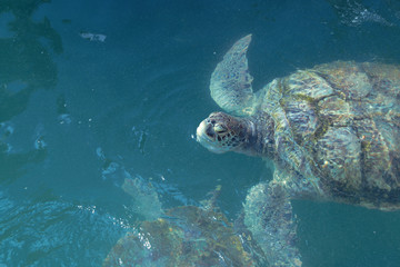Fototapeta premium sea turtle swimming in blue water